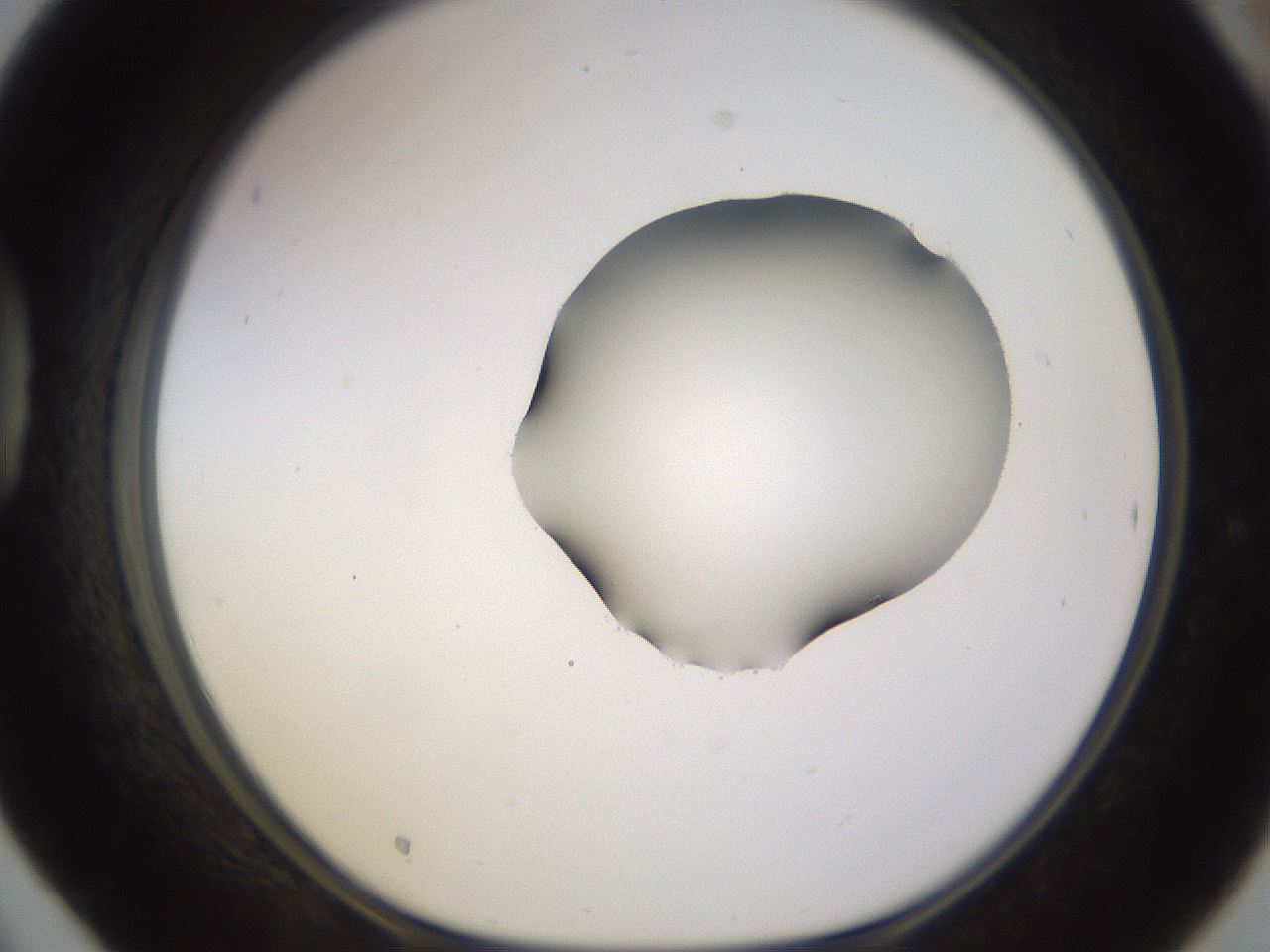 folderID566_plateID1566_batchID6313_wellNum42_profileID1_d1_r102269_ef.jpg