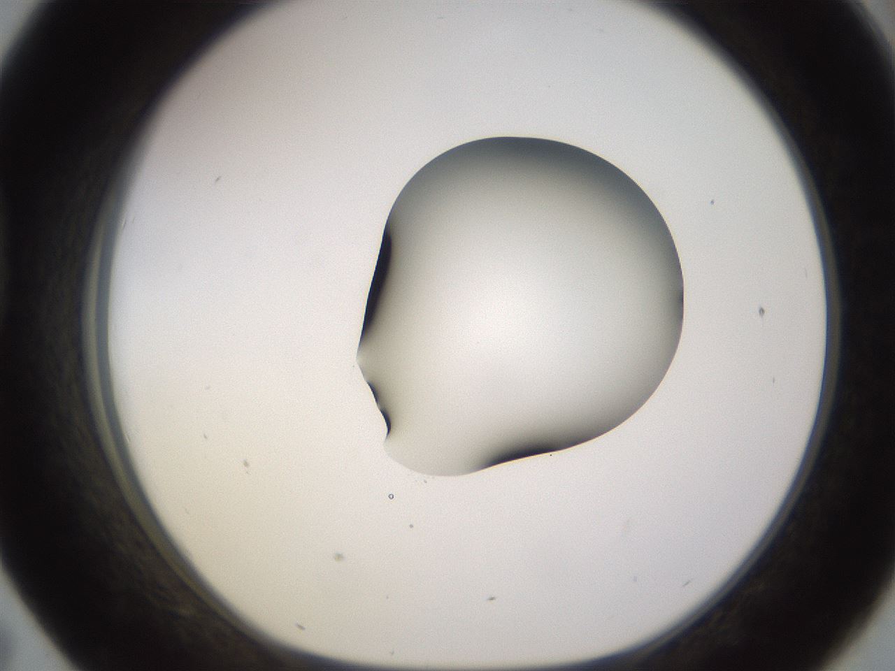 folderID566_plateID1566_batchID6313_wellNum43_profileID1_d1_r102270_ef.jpg