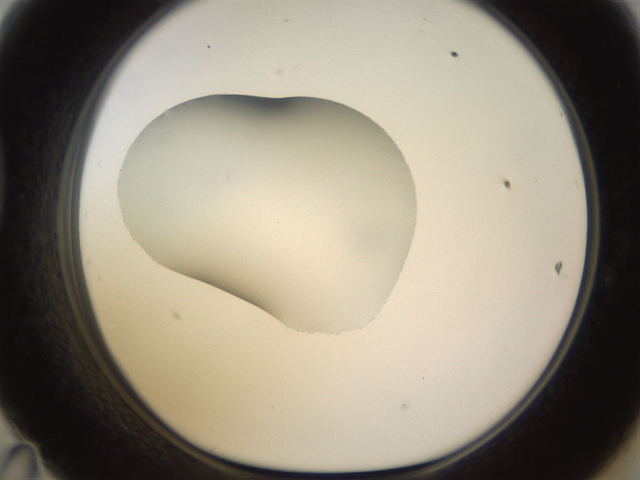 folderID566_plateID1566_batchID6313_wellNum47_profileID1_d1_r102274_ef.jpg