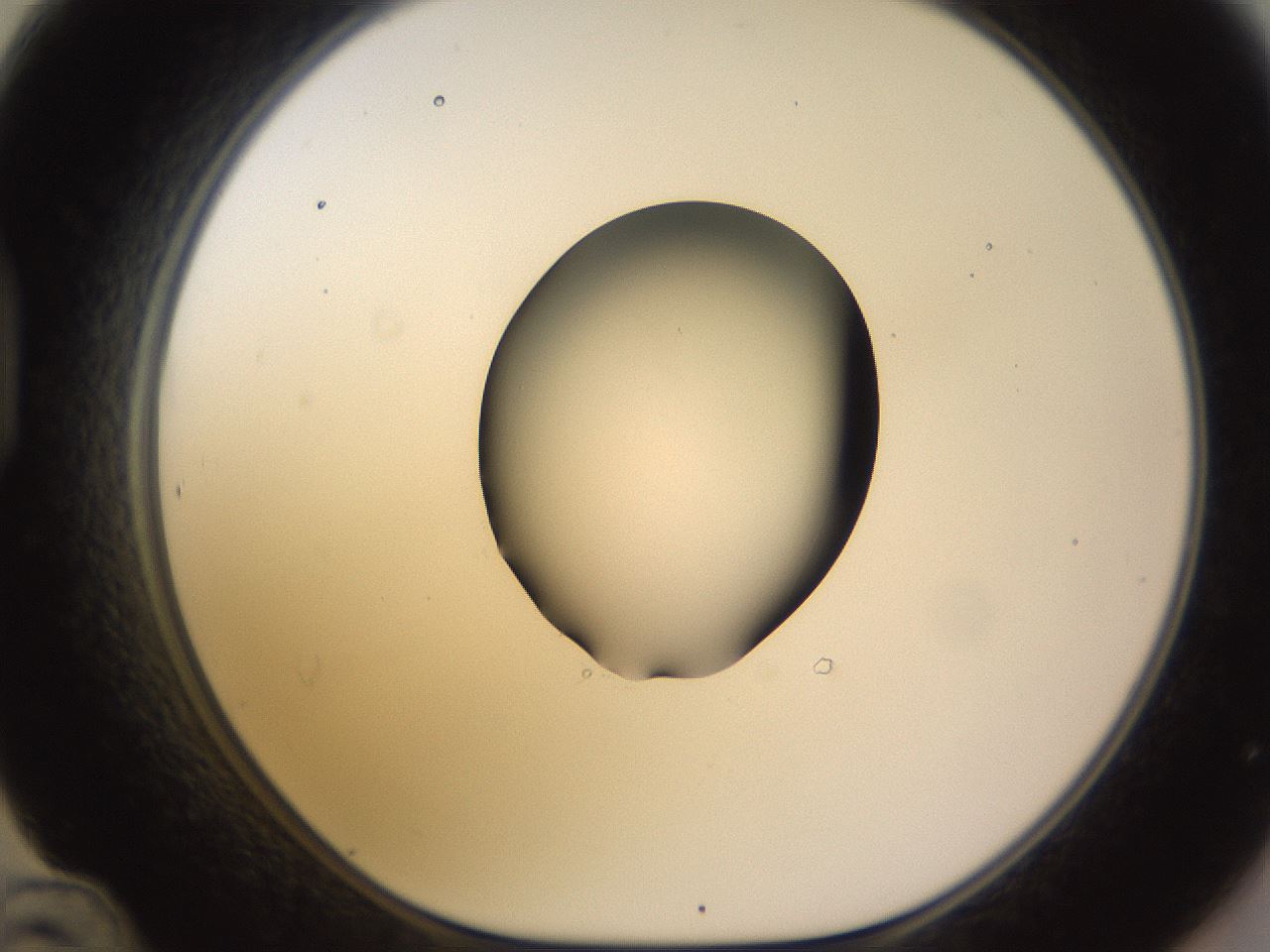 folderID566_plateID1566_batchID6313_wellNum48_profileID1_d1_r102275_ef.jpg