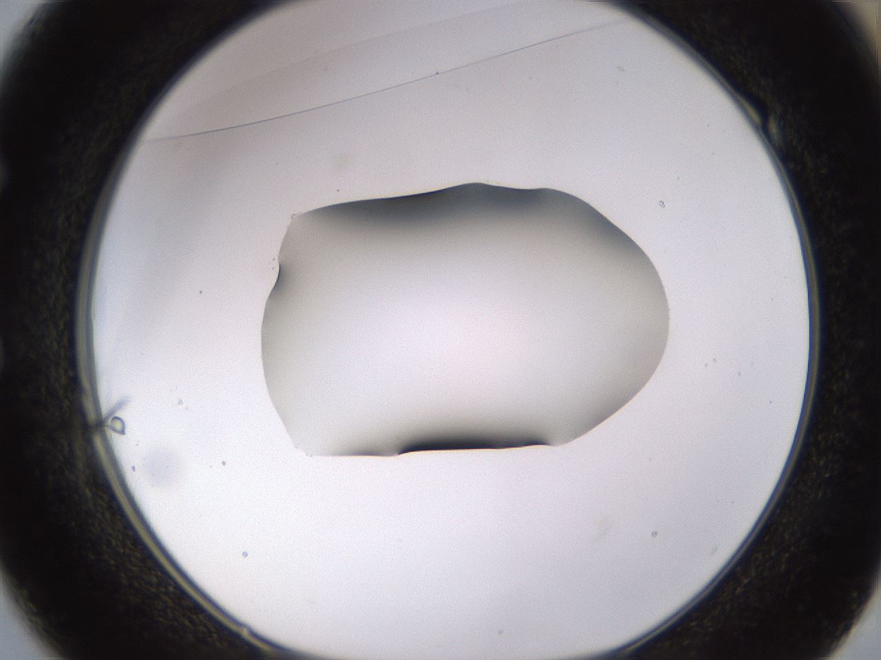 folderID566_plateID1566_batchID6313_wellNum49_profileID1_d1_r102276_ef.jpg