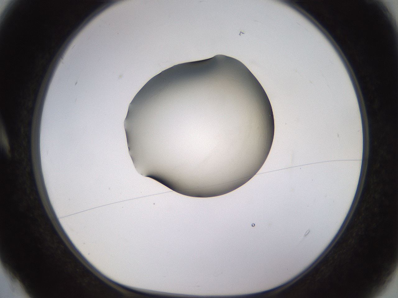 folderID566_plateID1566_batchID6313_wellNum4_profileID1_d1_r102231_ef.jpg