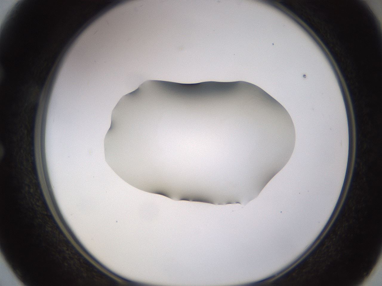 folderID566_plateID1566_batchID6313_wellNum50_profileID1_d1_r102277_ef.jpg