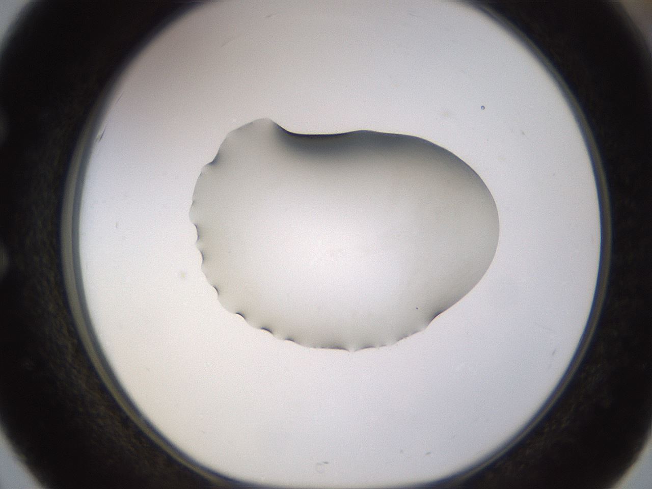 folderID566_plateID1566_batchID6313_wellNum51_profileID1_d1_r102278_ef.jpg
