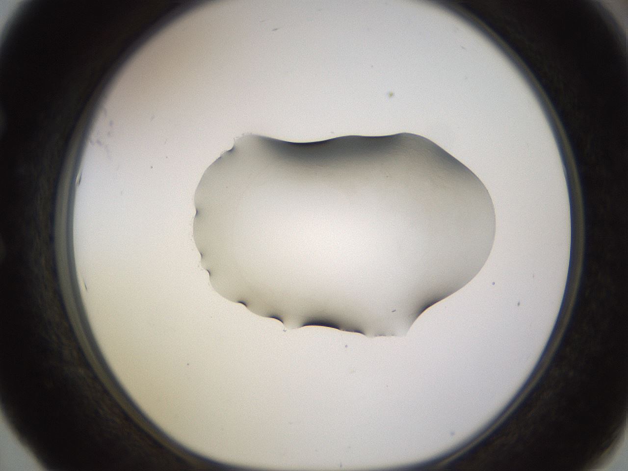 folderID566_plateID1566_batchID6313_wellNum53_profileID1_d1_r102280_ef.jpg