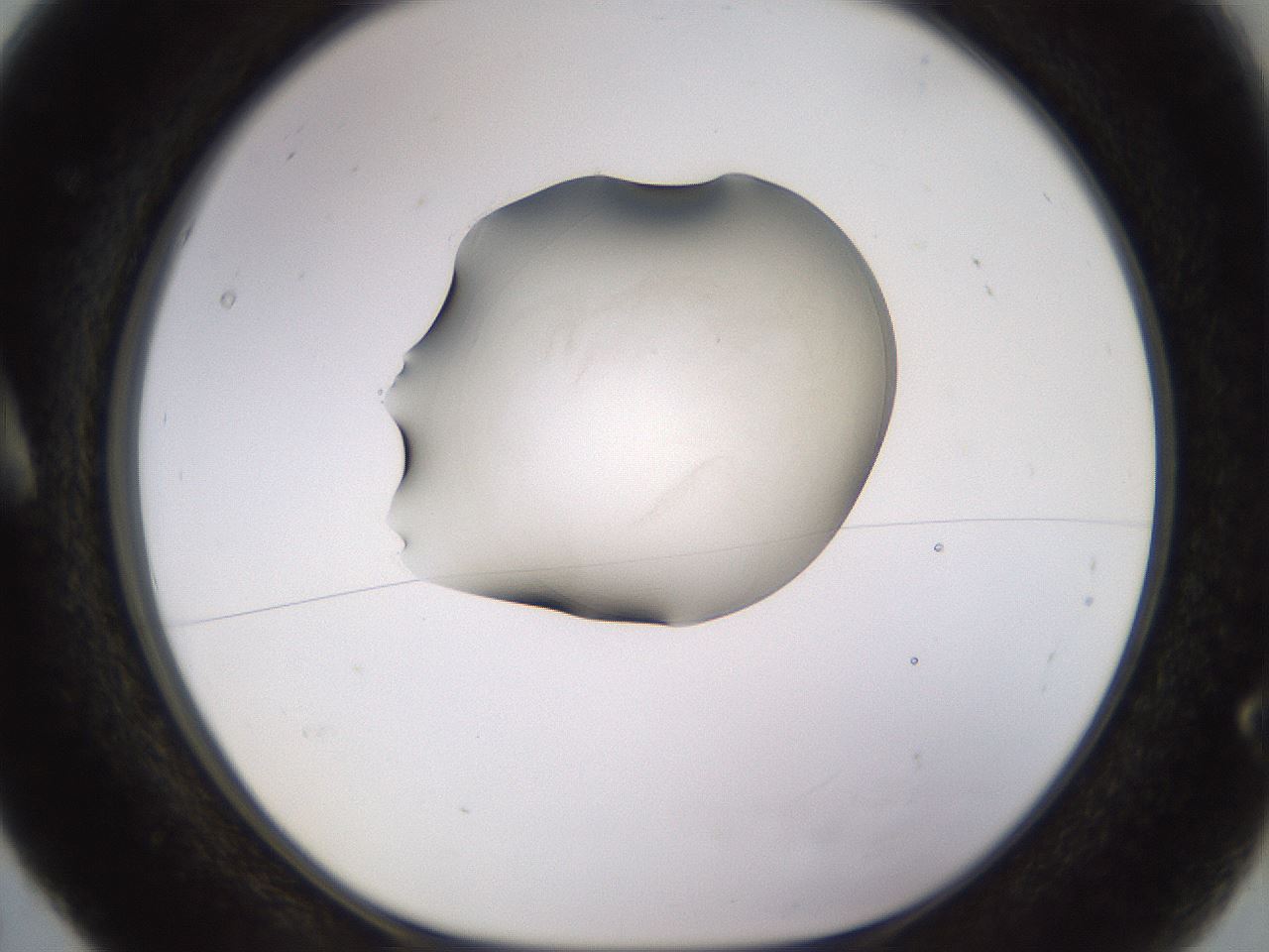 folderID566_plateID1566_batchID6313_wellNum5_profileID1_d1_r102232_ef.jpg