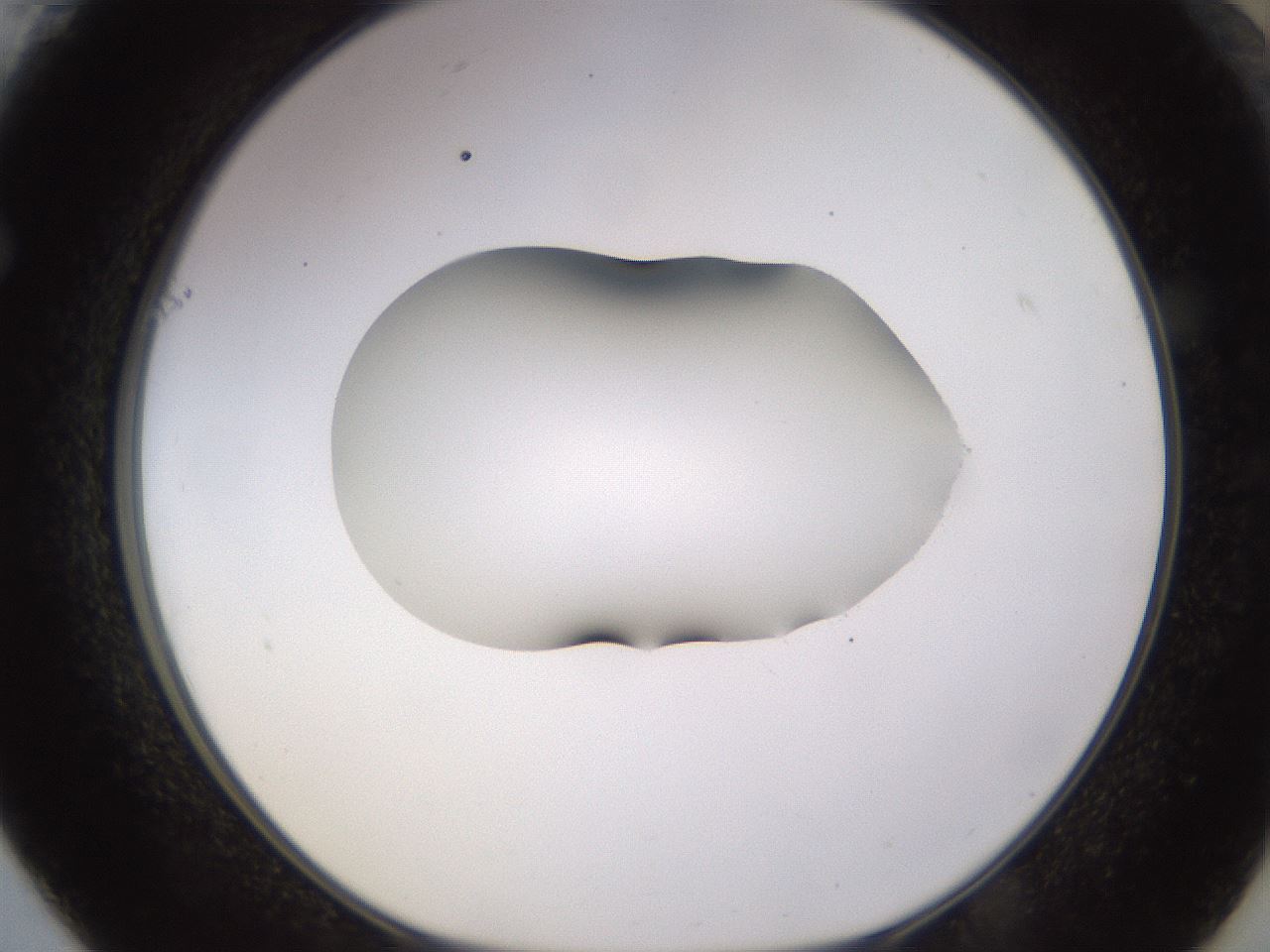 folderID566_plateID1566_batchID6313_wellNum61_profileID1_d1_r102288_ef.jpg