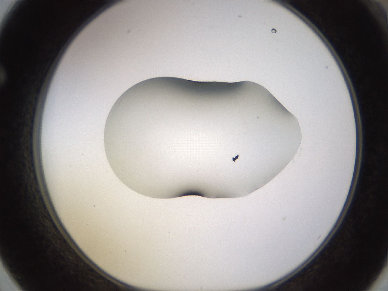 folderID566_plateID1566_batchID6313_wellNum62_profileID1_d1_r102289_ef.jpg
