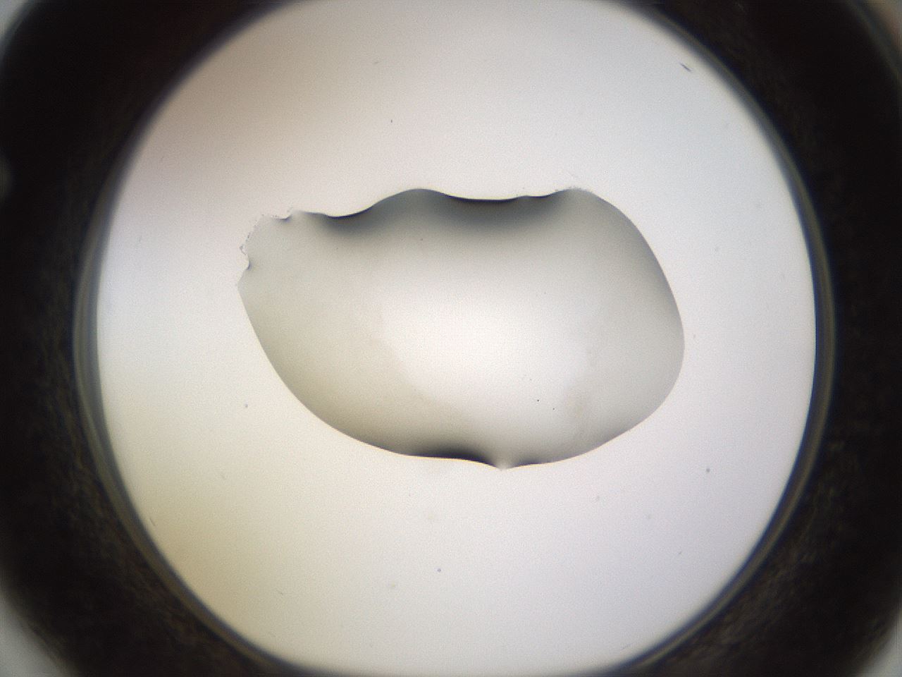 folderID566_plateID1566_batchID6313_wellNum64_profileID1_d1_r102291_ef.jpg