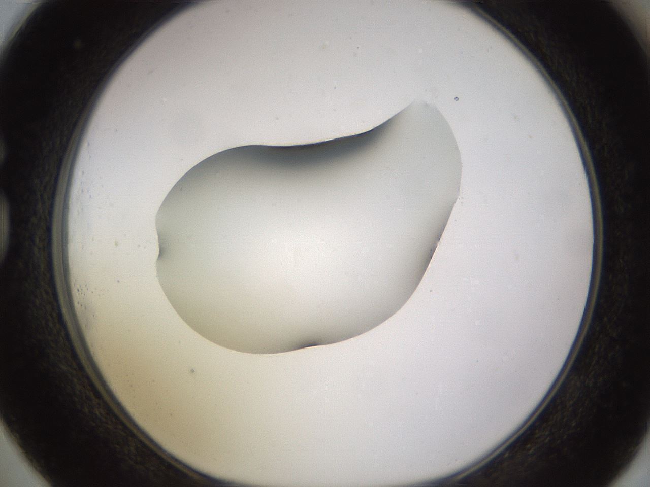 folderID566_plateID1566_batchID6313_wellNum73_profileID1_d1_r102300_ef.jpg