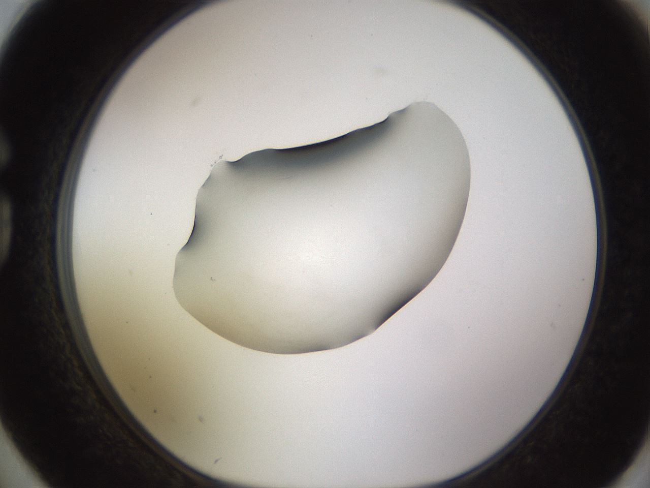 folderID566_plateID1566_batchID6313_wellNum74_profileID1_d1_r102301_ef.jpg