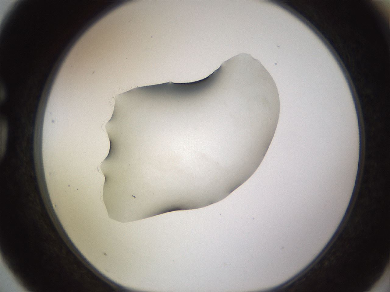 folderID566_plateID1566_batchID6313_wellNum75_profileID1_d1_r102302_ef.jpg