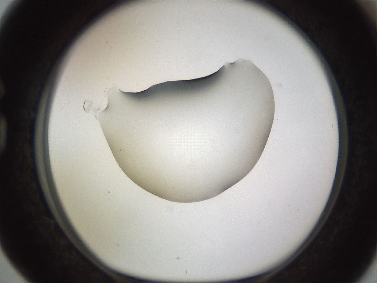 folderID566_plateID1566_batchID6313_wellNum76_profileID1_d1_r102303_ef.jpg