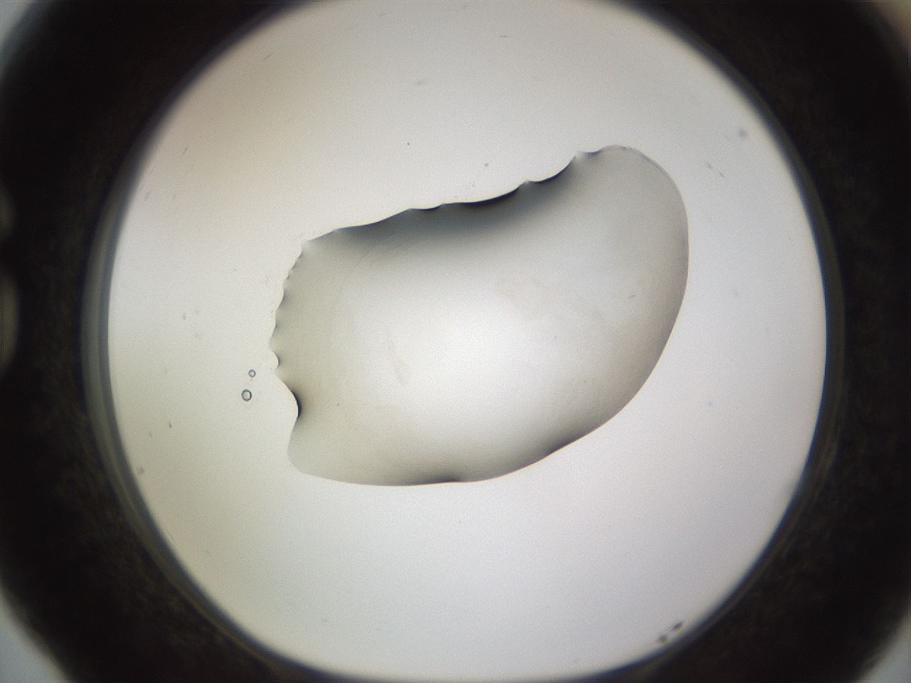 folderID566_plateID1566_batchID6313_wellNum77_profileID1_d1_r102304_ef.jpg