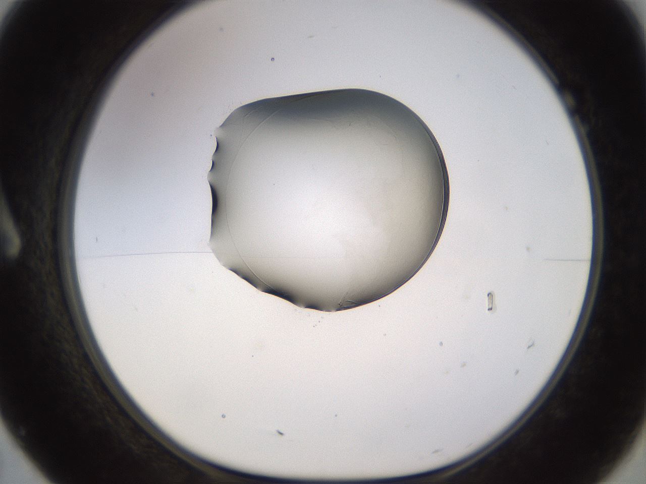 folderID566_plateID1566_batchID6313_wellNum7_profileID1_d1_r102234_ef.jpg