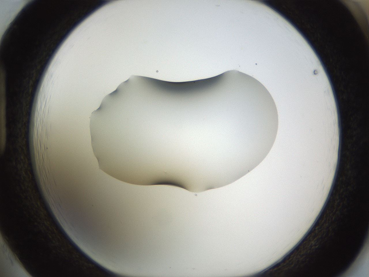 folderID566_plateID1566_batchID6313_wellNum85_profileID1_d1_r102312_ef.jpg