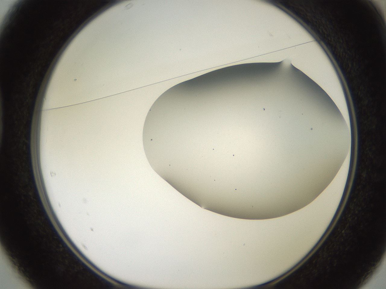 folderID566_plateID2566_batchID12855_wellNum37_profileID1_d1_r195501_ef.jpg