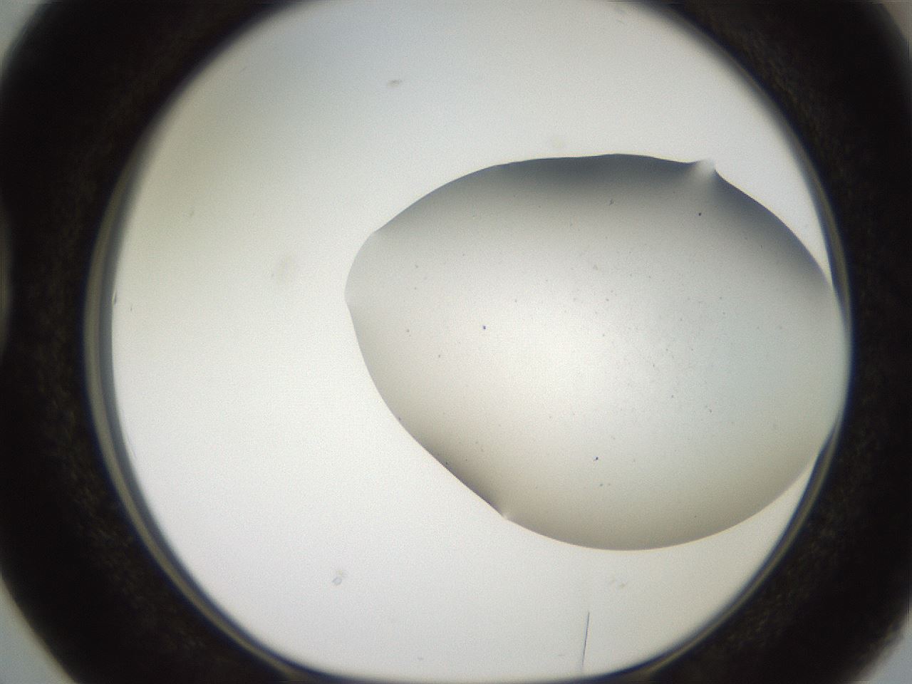 folderID566_plateID2566_batchID12855_wellNum38_profileID1_d1_r195502_ef.jpg