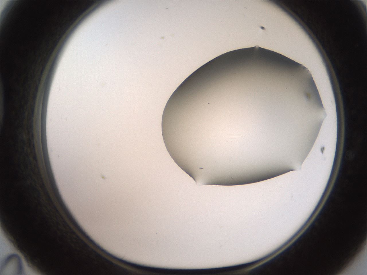 folderID566_plateID2566_batchID12855_wellNum47_profileID1_d1_r195511_ef.jpg