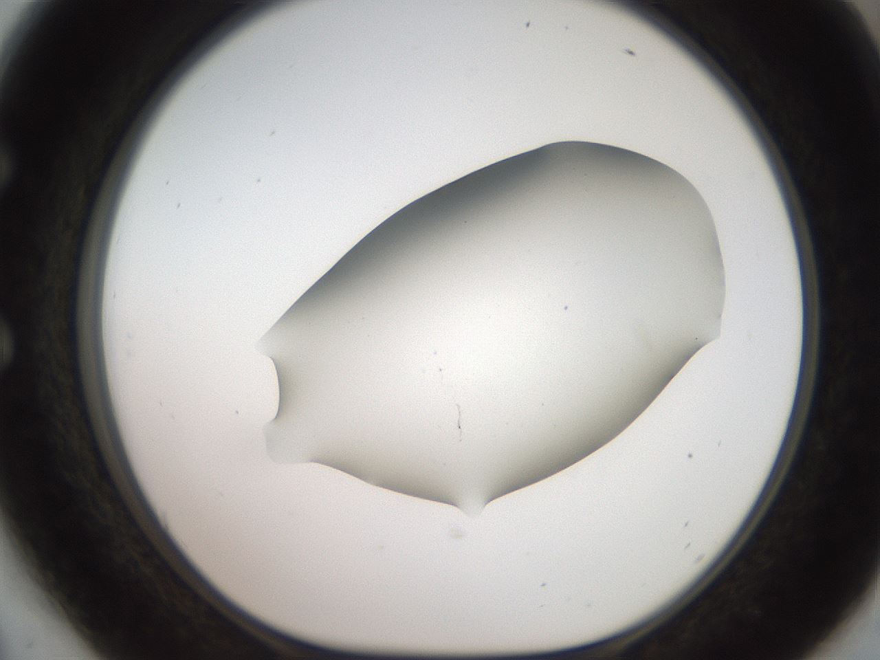 folderID566_plateID2566_batchID12855_wellNum54_profileID1_d1_r195518_ef.jpg