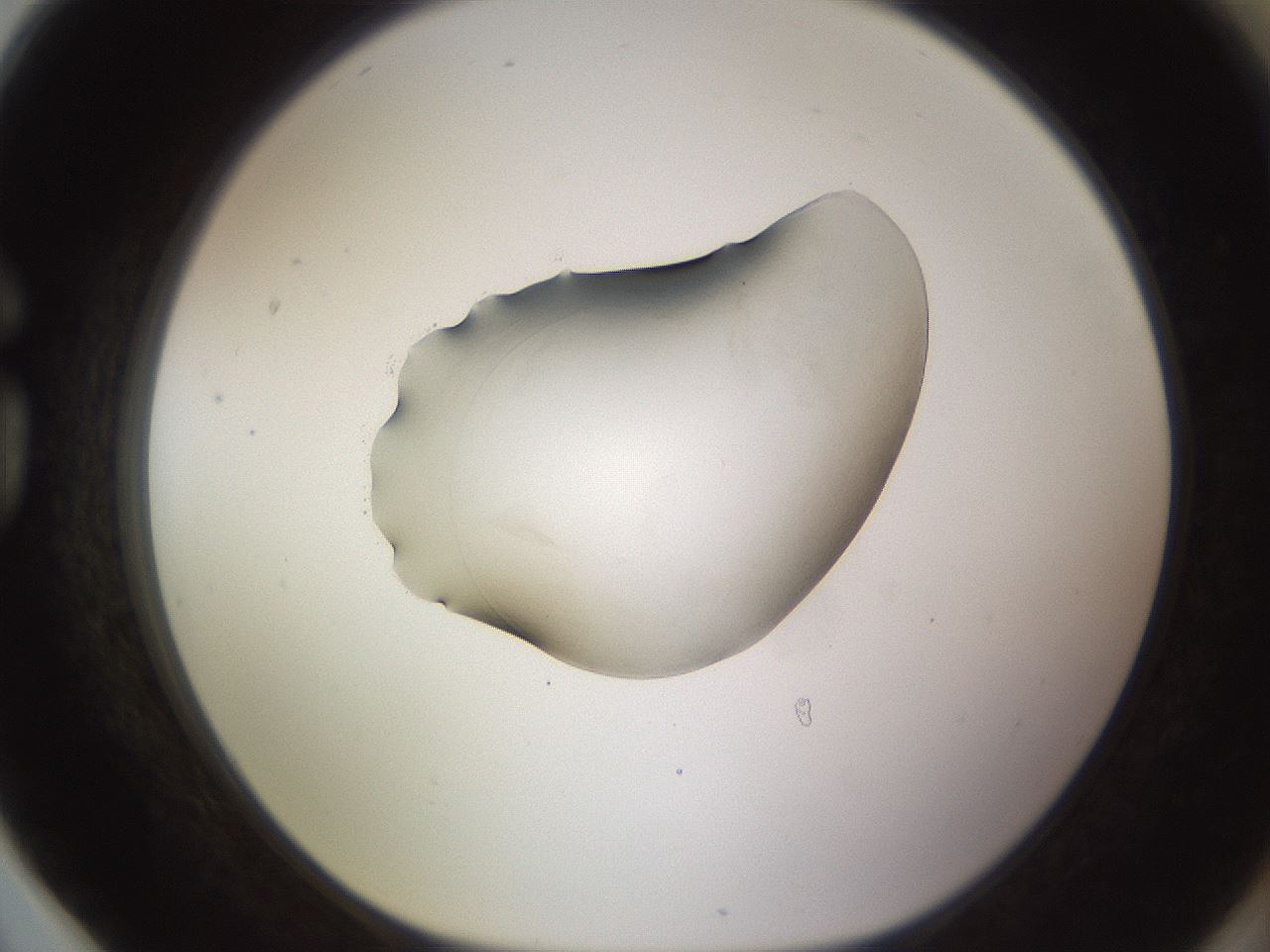 folderID566_plateID1566_batchID6313_wellNum78_profileID1_d1_r102305_ef.jpg