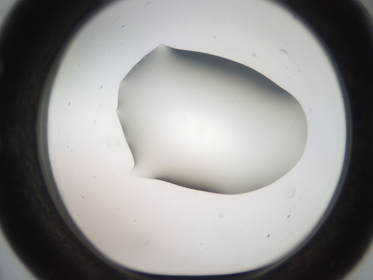 folderID566_plateID2566_batchID12855_wellNum55_profileID1_d1_r195519_ef.jpg
