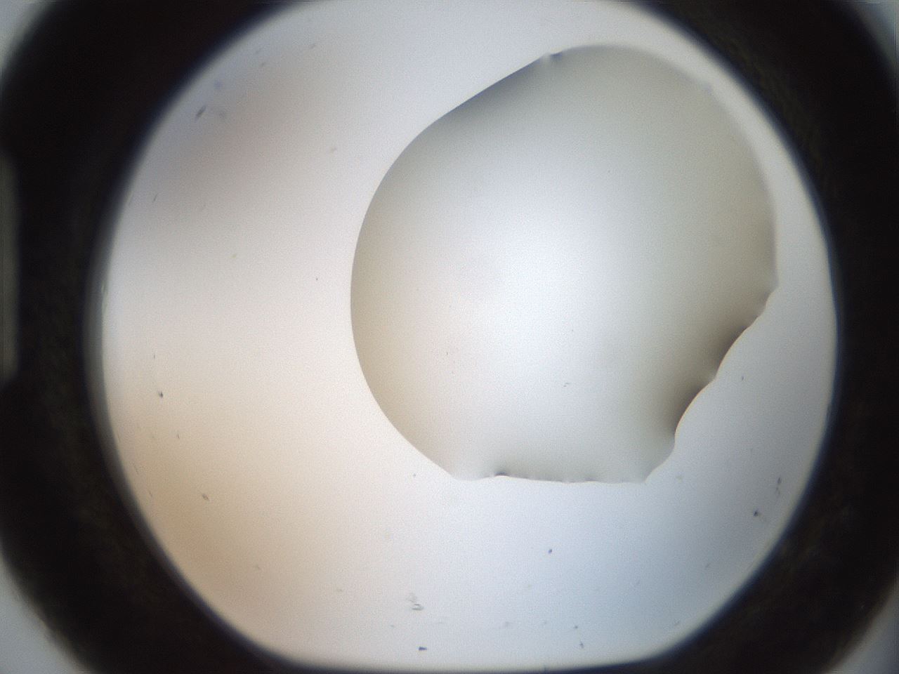 folderID566_plateID2566_batchID12855_wellNum92_profileID1_d1_r195556_ef.jpg