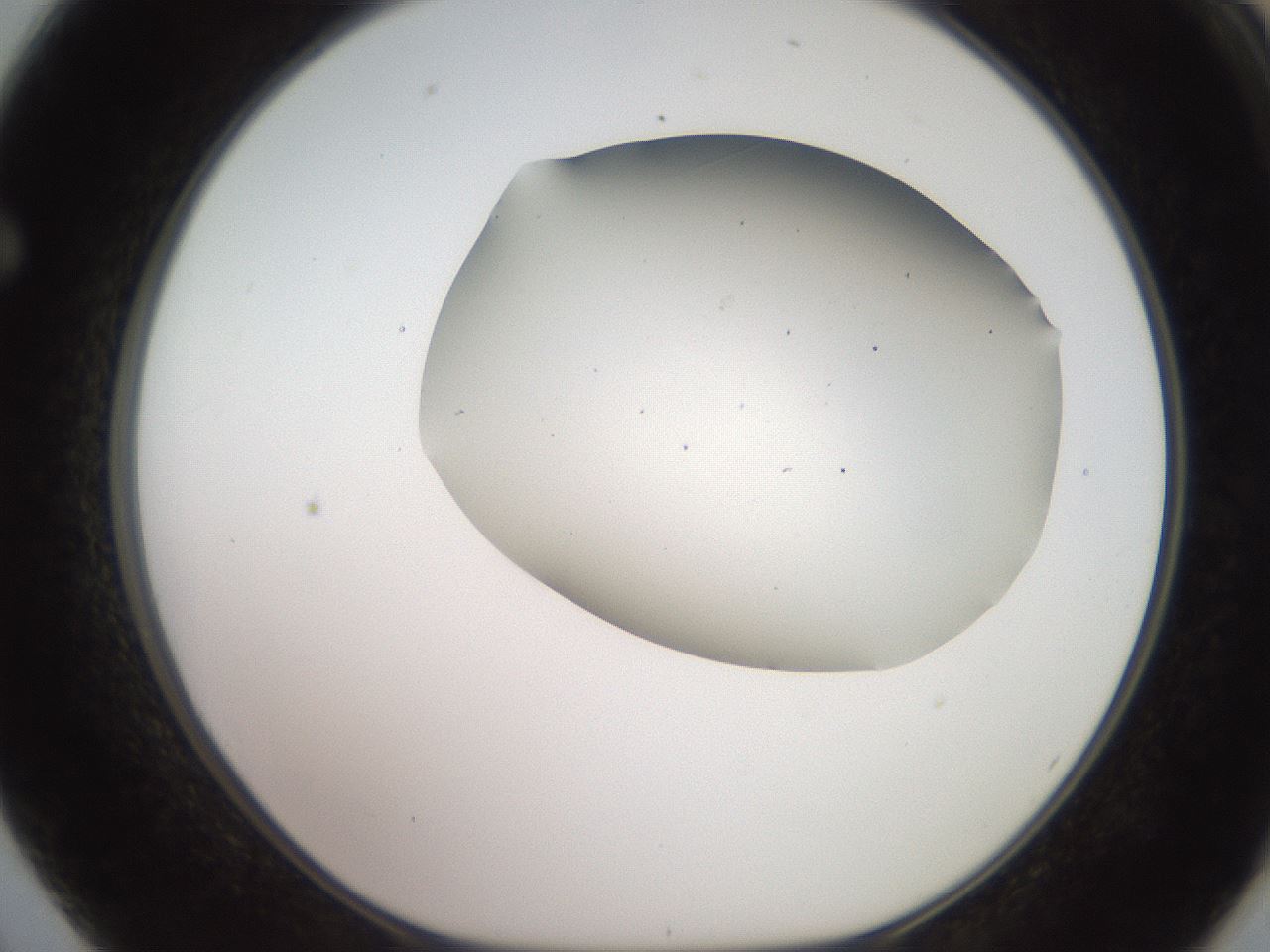 folderID566_plateID2566_batchID12855_wellNum62_profileID1_d1_r195526_ef.jpg