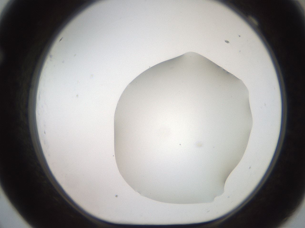 folderID566_plateID2566_batchID12855_wellNum69_profileID1_d1_r195533_ef.jpg