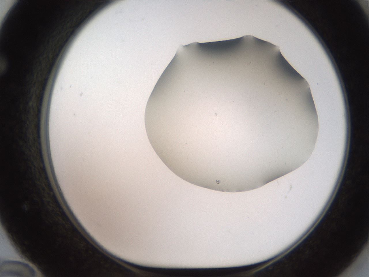folderID566_plateID2566_batchID12855_wellNum72_profileID1_d1_r195536_ef.jpg
