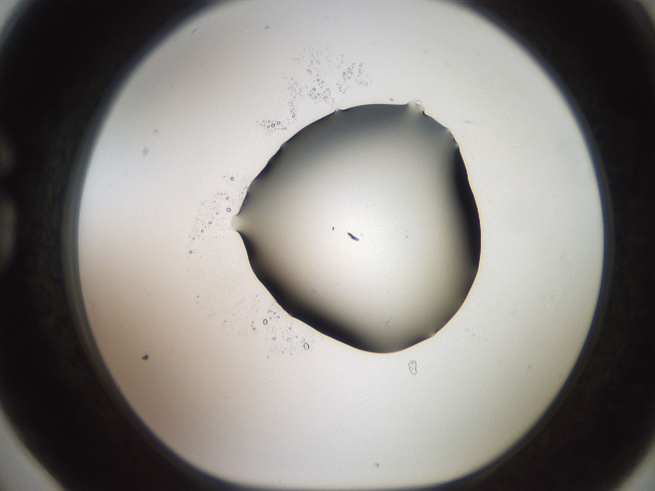 folderID566_plateID2566_batchID12855_wellNum78_profileID1_d1_r195542_ef.jpg