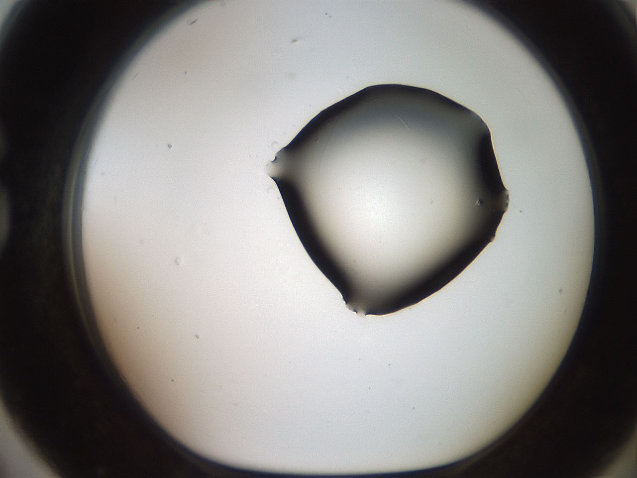 folderID566_plateID2566_batchID12855_wellNum79_profileID1_d1_r195543_ef.jpg