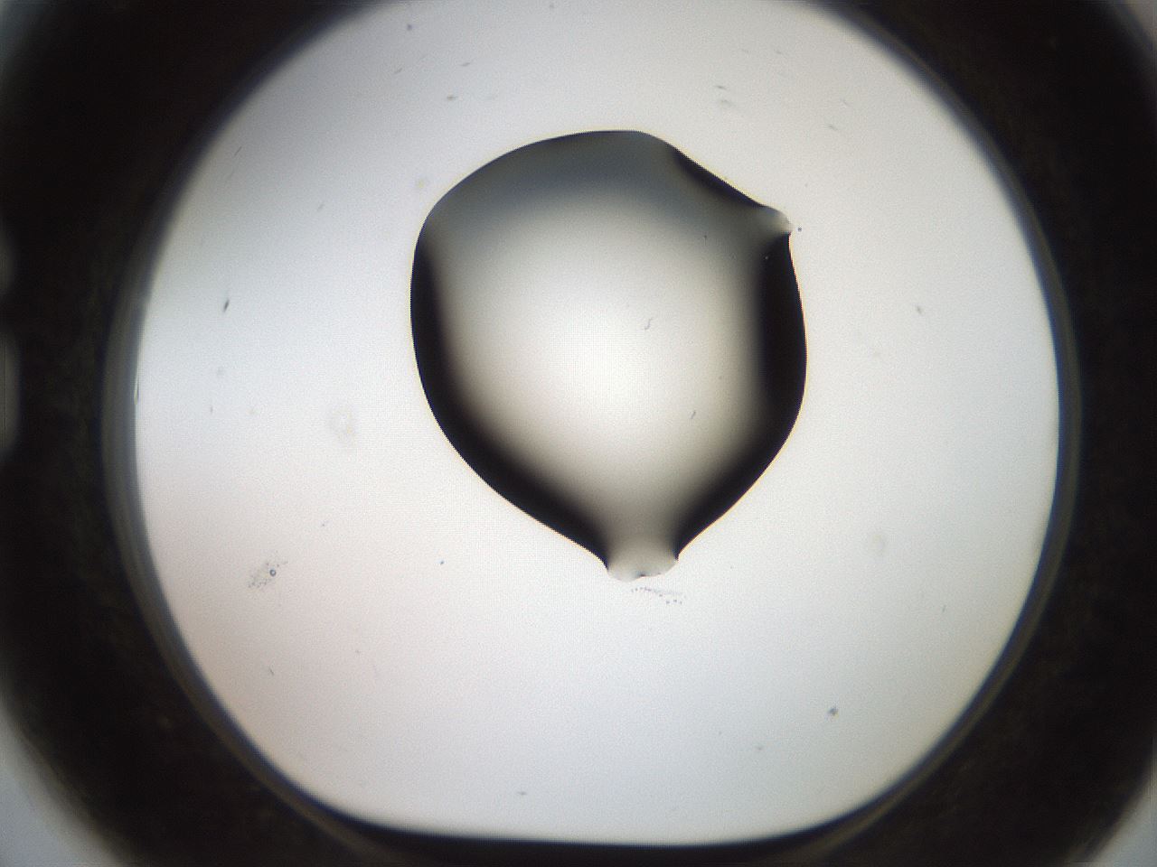 folderID566_plateID2566_batchID12855_wellNum81_profileID1_d1_r195545_ef.jpg