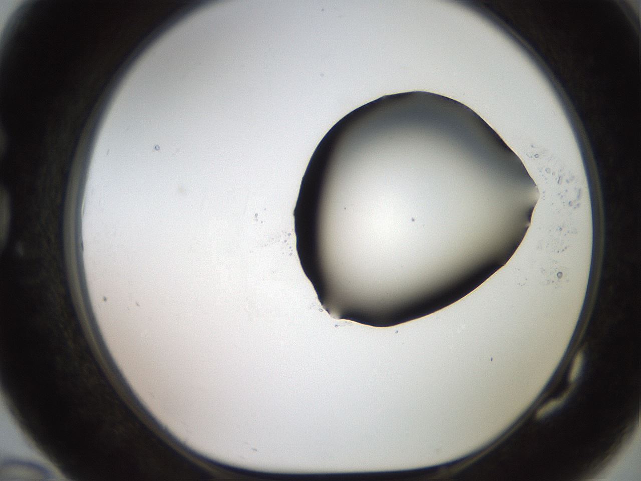 folderID566_plateID2566_batchID12855_wellNum82_profileID1_d1_r195546_ef.jpg