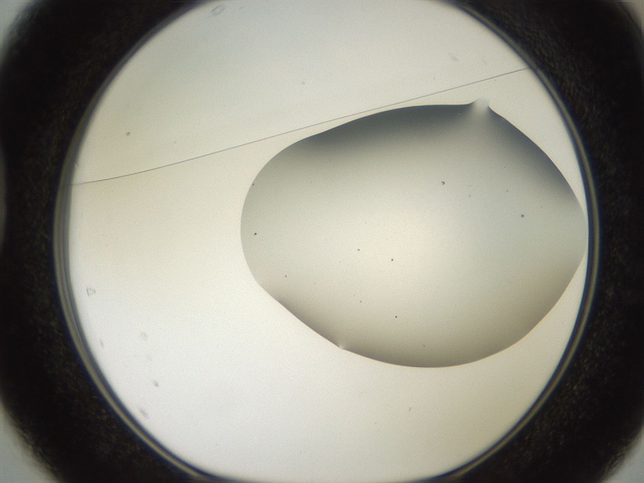 folderID566_plateID2566_batchID13023_wellNum37_profileID1_d1_r195501_ef.jpg