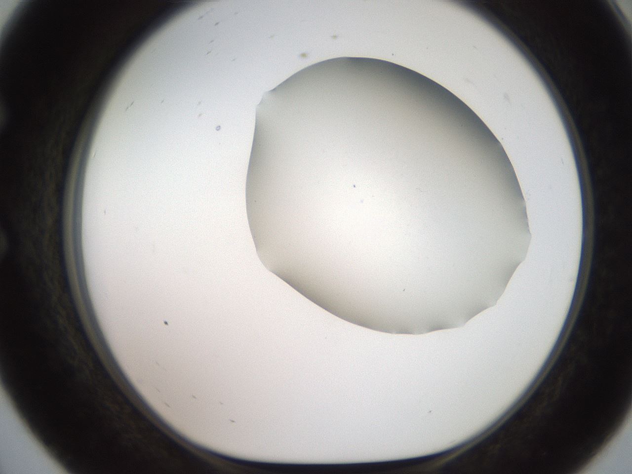 folderID566_plateID2566_batchID13023_wellNum56_profileID1_d1_r195520_ef.jpg