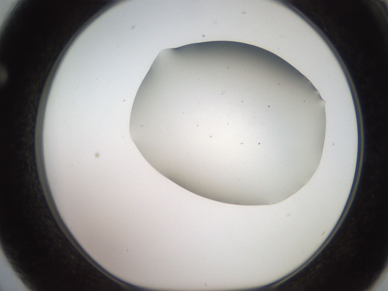 folderID566_plateID2566_batchID13023_wellNum62_profileID1_d1_r195526_ef.jpg