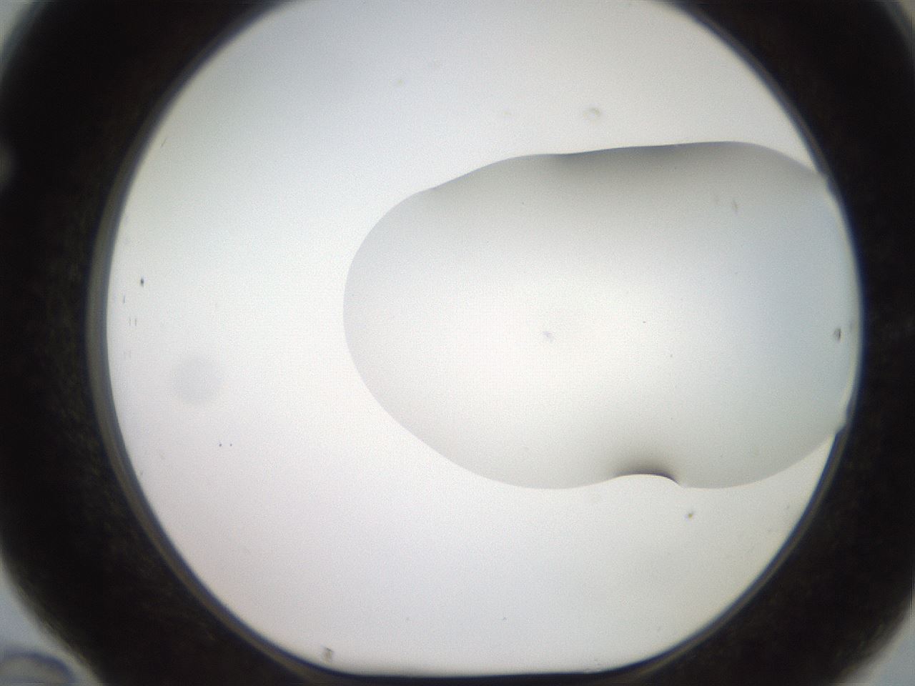 folderID566_plateID2566_batchID13023_wellNum70_profileID1_d1_r195534_ef.jpg