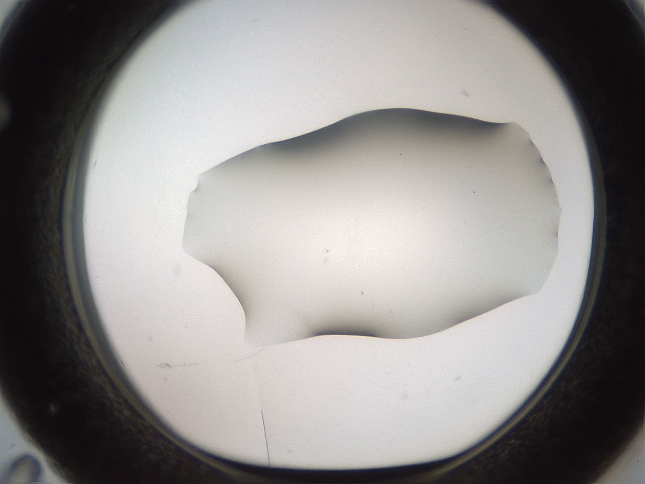 folderID566_plateID2566_batchID13023_wellNum71_profileID1_d1_r195535_ef.jpg
