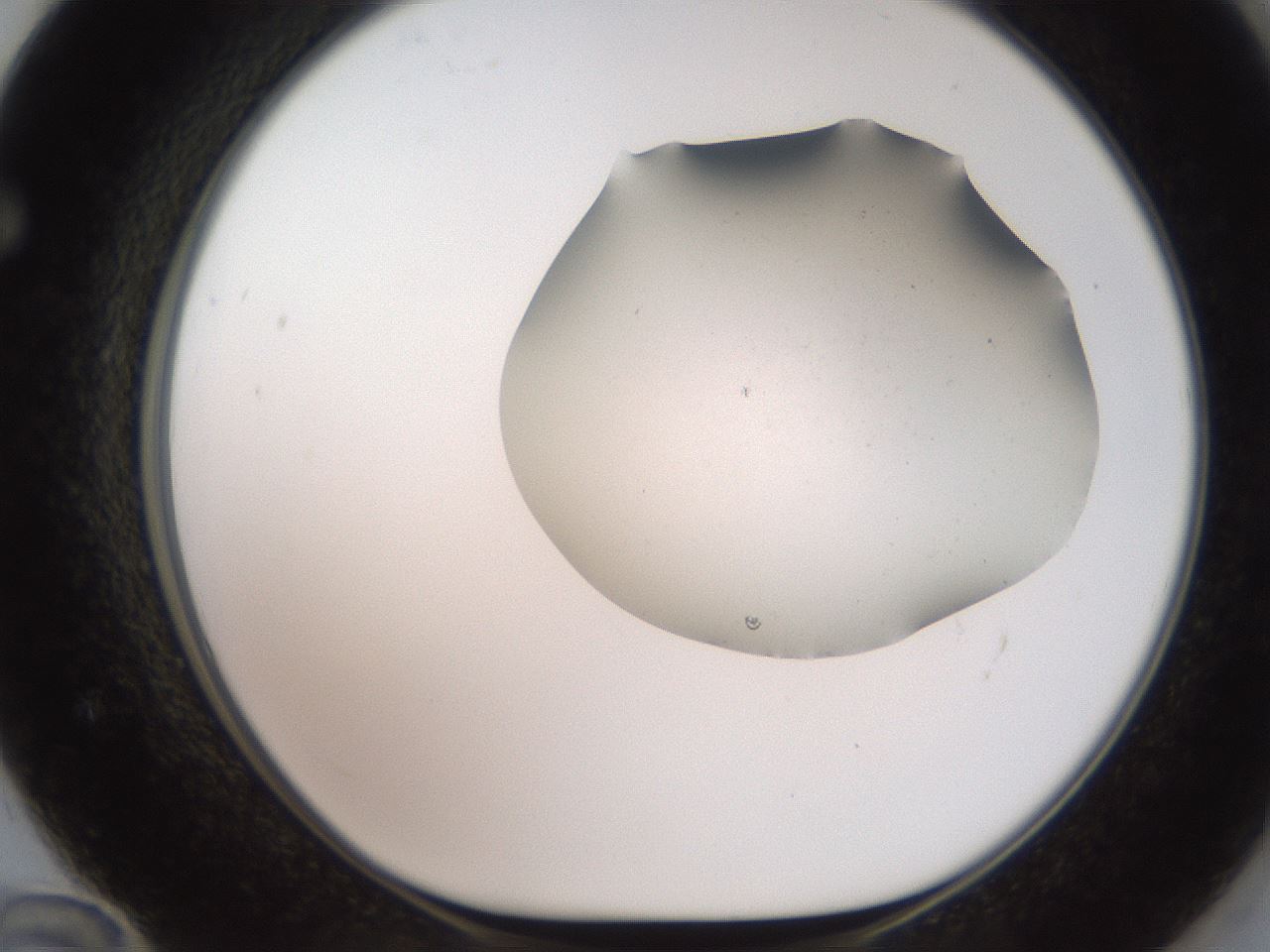 folderID566_plateID2566_batchID13023_wellNum72_profileID1_d1_r195536_ef.jpg