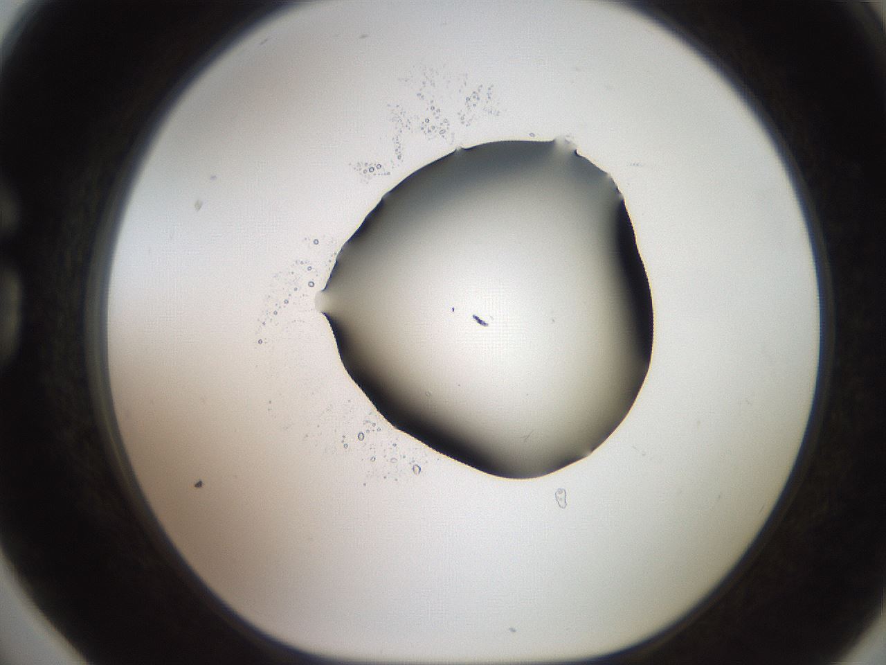 folderID566_plateID2566_batchID13023_wellNum78_profileID1_d1_r195542_ef.jpg