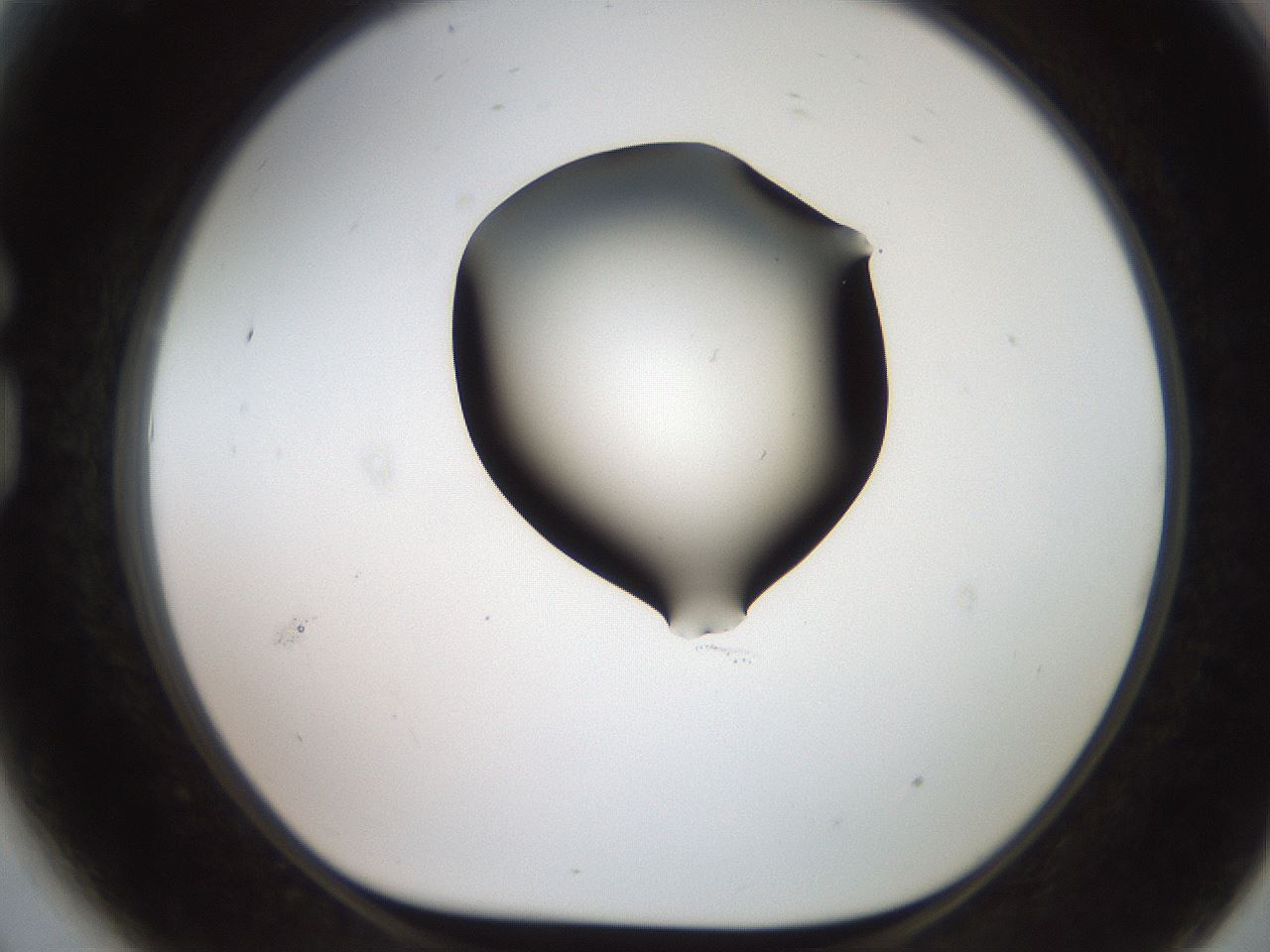 folderID566_plateID2566_batchID13023_wellNum81_profileID1_d1_r195545_ef.jpg