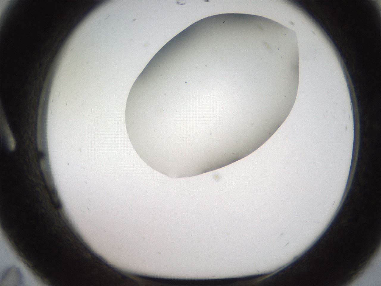 folderID567_plateID2567_batchID12856_wellNum11_profileID1_d1_r195571_ef.jpg
