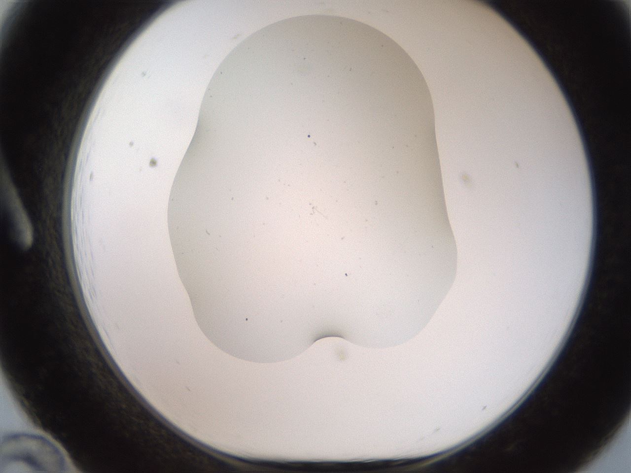 folderID567_plateID2567_batchID12856_wellNum12_profileID1_d1_r195572_ef.jpg