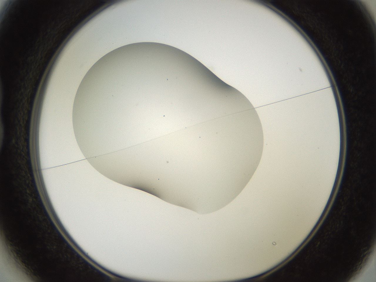 folderID567_plateID2567_batchID12856_wellNum13_profileID1_d1_r195573_ef.jpg