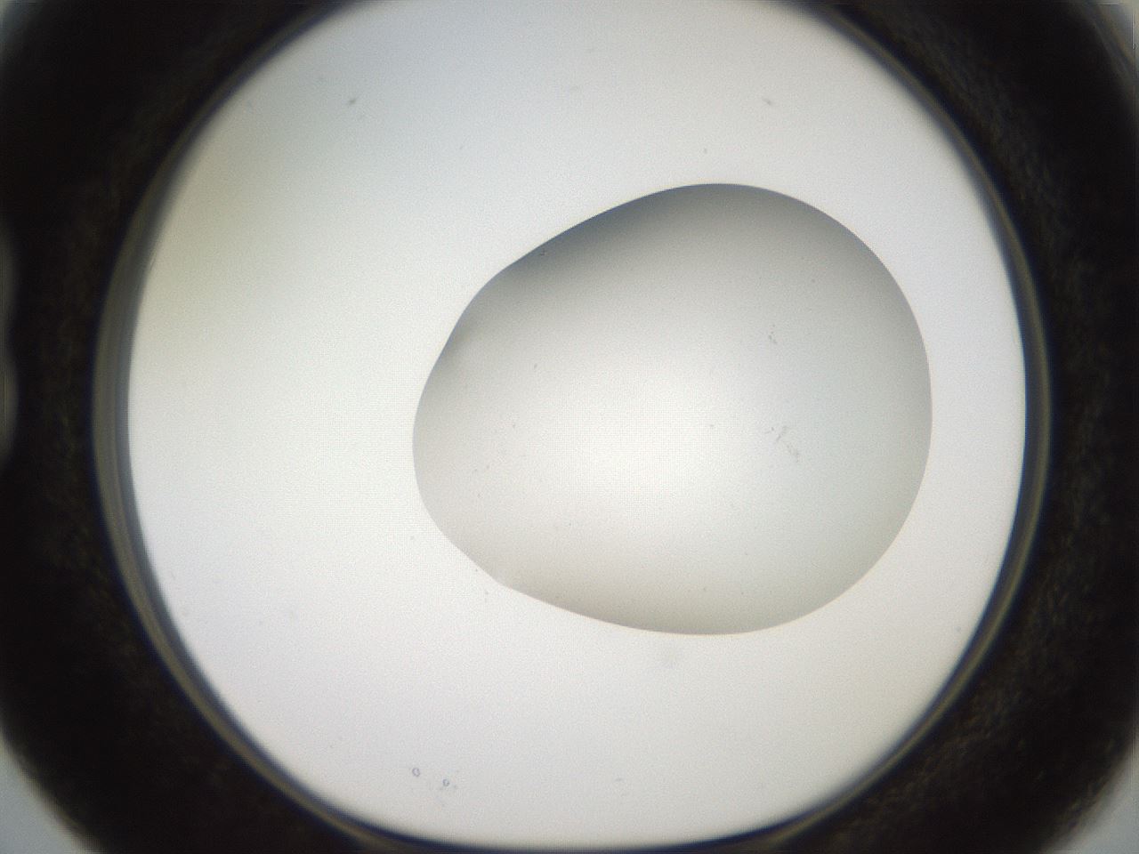 folderID567_plateID2567_batchID12856_wellNum15_profileID1_d1_r195575_ef.jpg