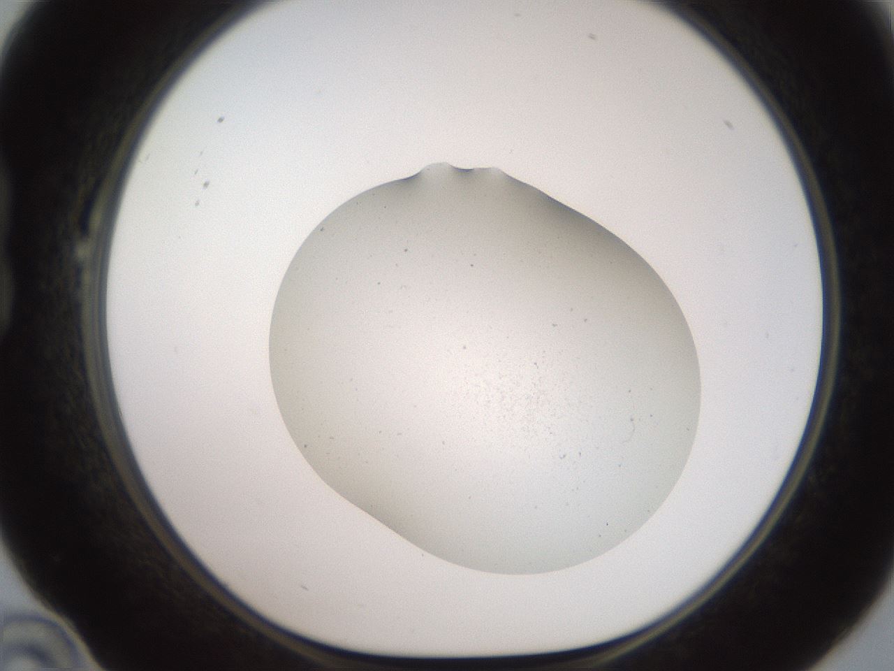 folderID567_plateID2567_batchID12856_wellNum22_profileID1_d1_r195582_ef.jpg