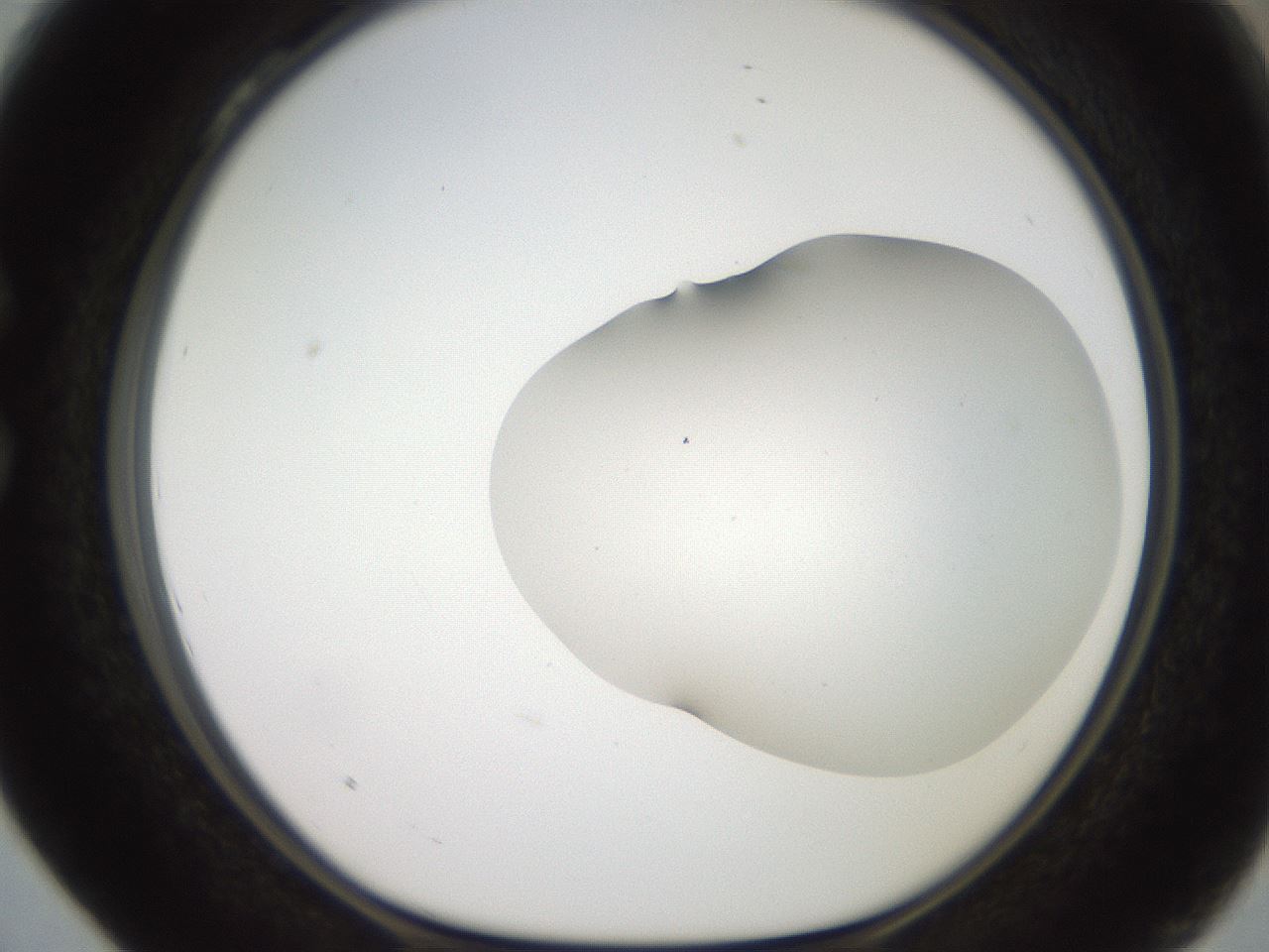 folderID567_plateID2567_batchID12856_wellNum28_profileID1_d1_r195588_ef.jpg