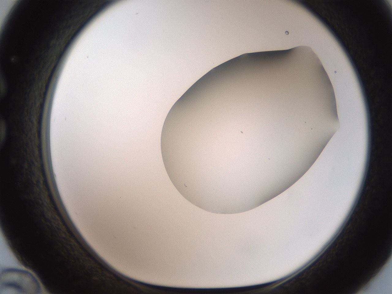 folderID567_plateID2567_batchID12856_wellNum36_profileID1_d1_r195596_ef.jpg