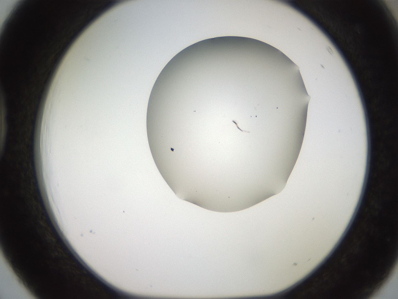 folderID567_plateID2567_batchID12856_wellNum39_profileID1_d1_r195599_ef.jpg